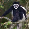 Colobus Monkeys