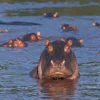 Hippos