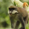 Red-Tailed Monkeys