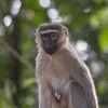 Vervet Monkeys