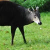 Yellow-Backed Duikers