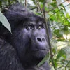 Mountain Gorillas