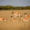 Central Kalahari Game Reserve