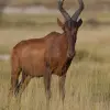 Central Kalahari Game Reserve