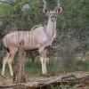 Central Kalahari Game Reserve