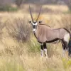 Central Kalahari Game Reserve