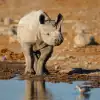 Black Rhino