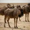 Blue Wildebeest