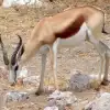 Springbok