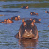 Hippos