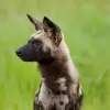 Wild Dog