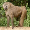 Olive Baboons