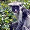 Red Colobus Monkeys