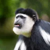 Colobus Monkeys