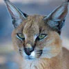 Caracal