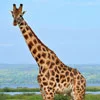 Rothschild’s Giraffe