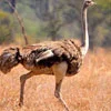 Common Ostrich