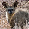 Bat-eared fox