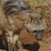 Aardwolf