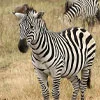 Zebras