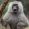 Baboons