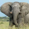 Makgadikgadi Pans National Park