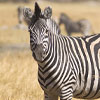 Makgadikgadi Pans National Park