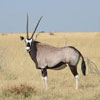 Makgadikgadi Pans National Park