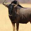 Makgadikgadi Pans National Park