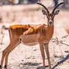 Mana Pools National Park