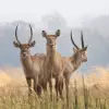 Mana Pools National Park