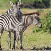 Mana Pools National Park