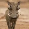 Mana Pools National Park