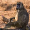 Mana Pools National Park