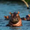 Mana Pools National Park