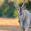 Mana Pools National Park