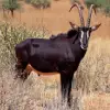 Matobo National Park