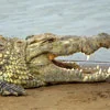 Nile Crocodile