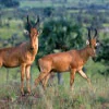 Jackson's Hartebeest