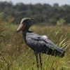 Shoebill Stork