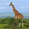 Rothschild's Giraffe