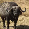 Buffaloes