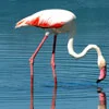 Flamingos