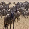 Wildebeests