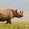 Rhinos