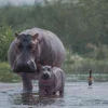 Okavango Delta