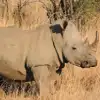 Rhinoceros