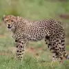 Cheetah