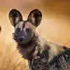 African Wild Dog