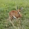 Sable Antelope